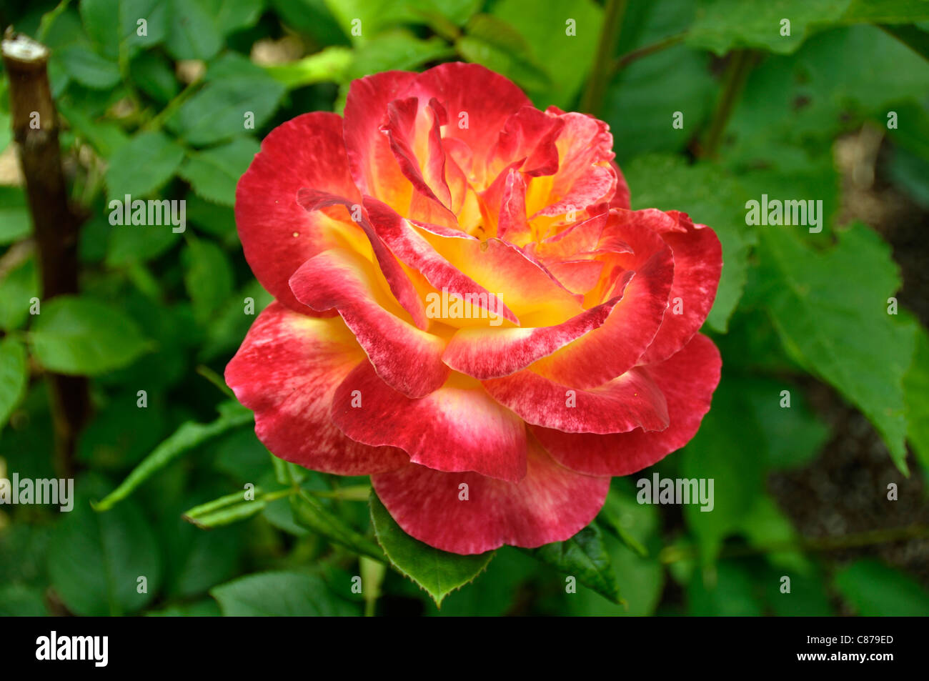 Rose in bloom in a garden (Rosa sp) : Pullman Orient Express (Meilland, 2002). Stock Photo