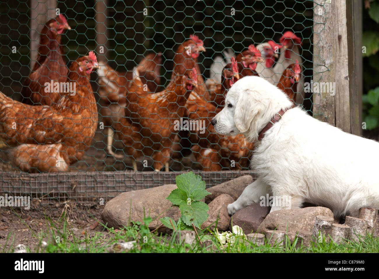 Golden retriever and chickens hotsell
