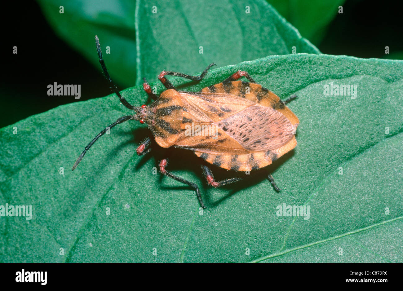 Leaf-footed bug (Spartocera fusca: Coreidae) in rainforest Mexico Stock ...