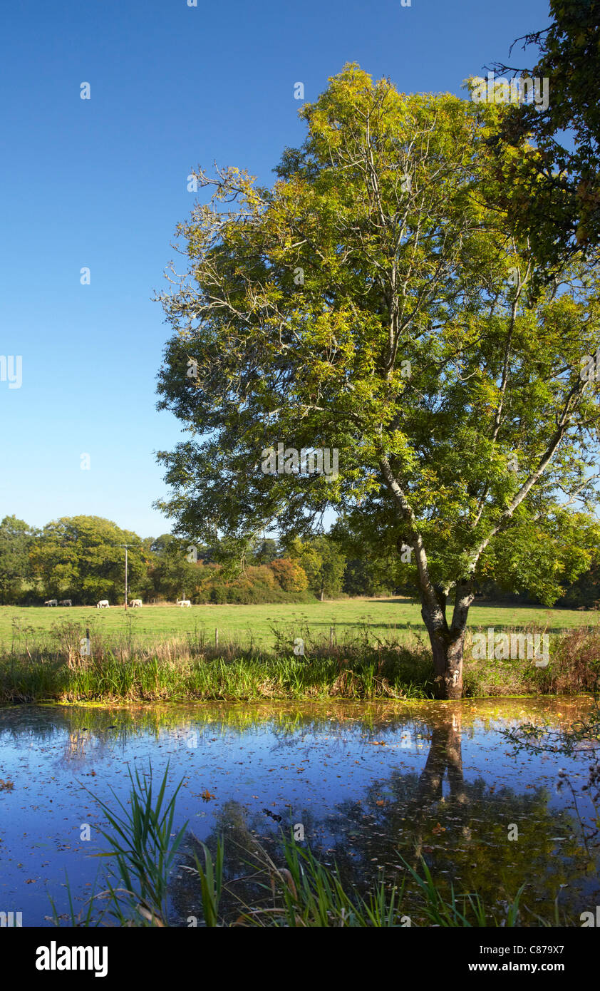 The Wey & Arun Canal near Loxwood, Sussex, England. Stock Photo