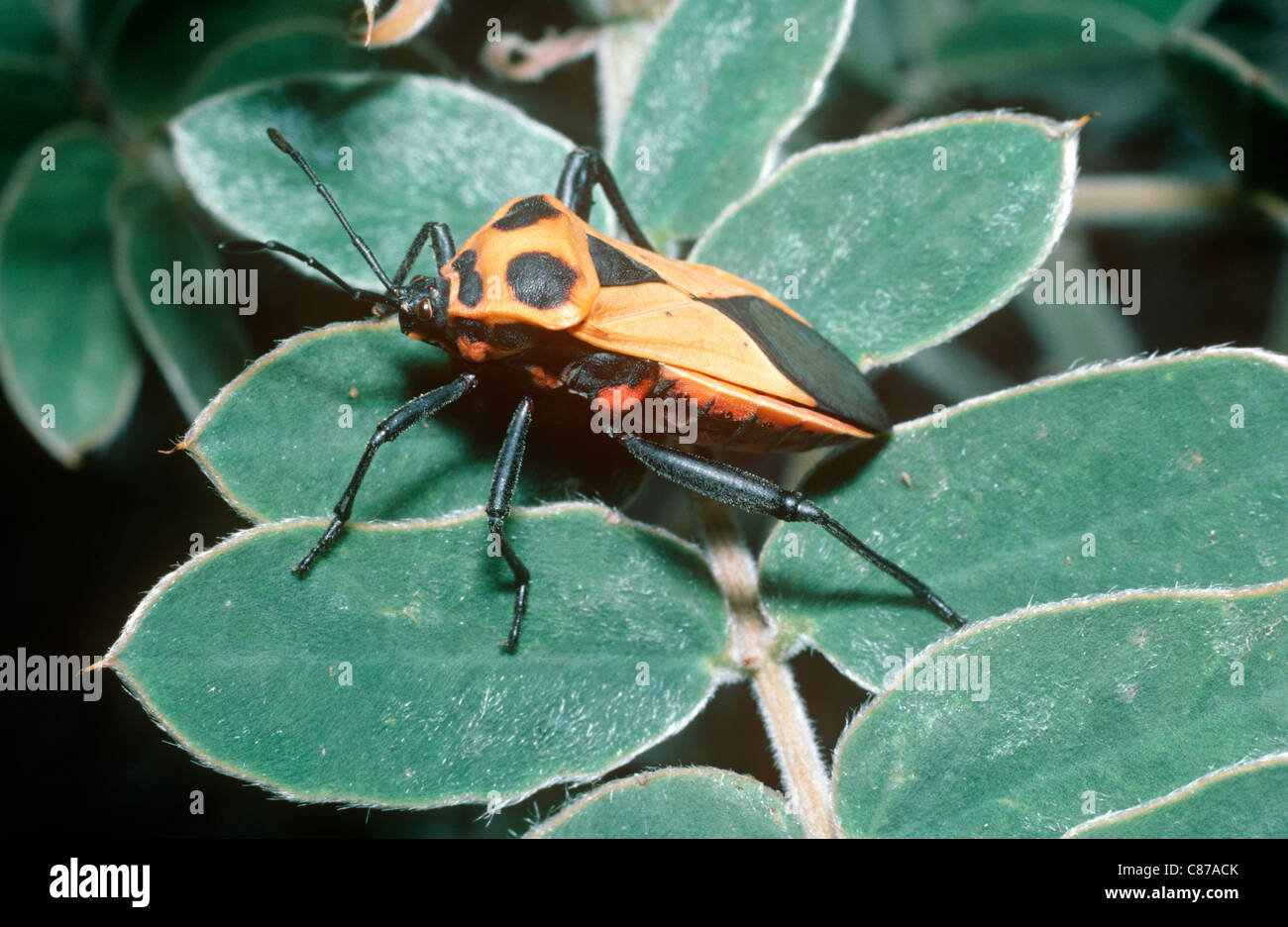 Sagotylus hi-res stock photography and images - Alamy