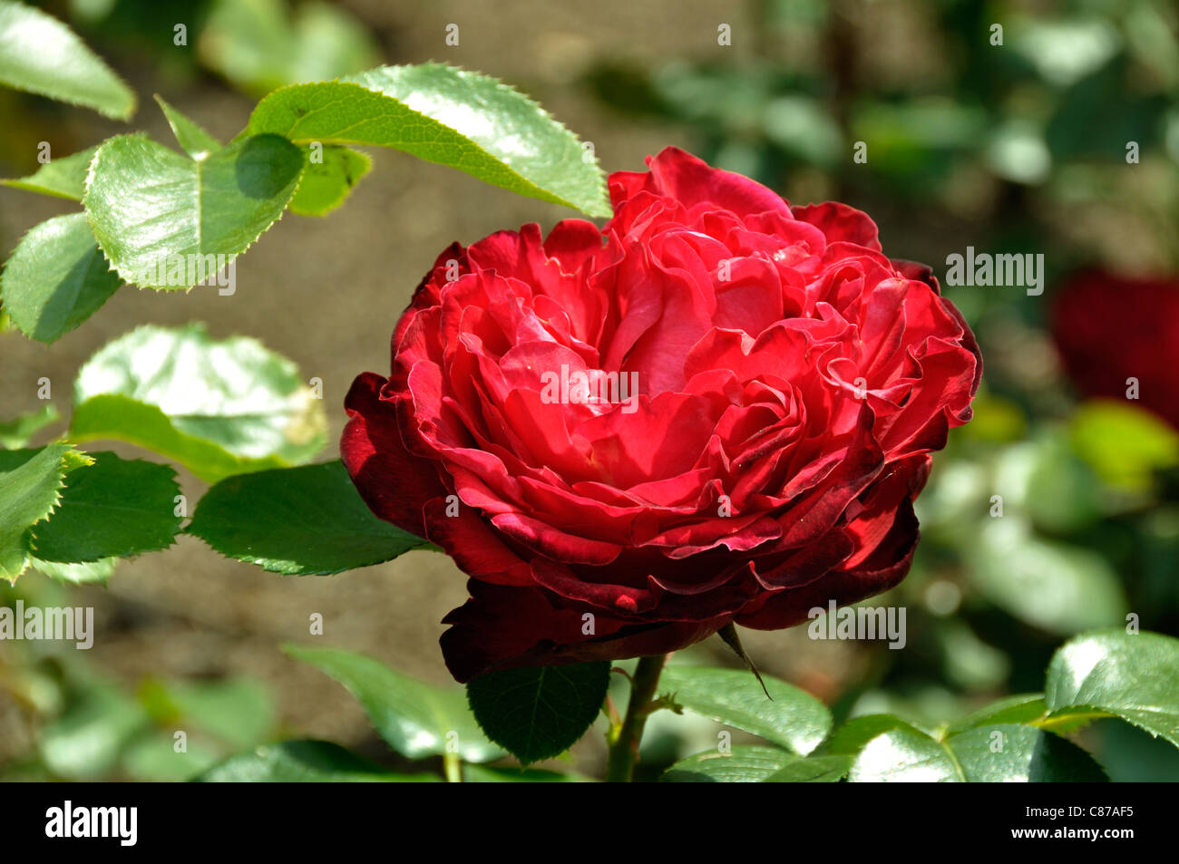 Rose in bloom in a garden (Rosa sp) : Traviata (Meilland, 1998). Stock Photo