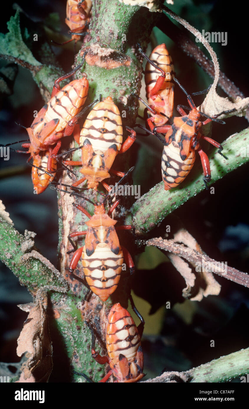 Leaf-footed bug (Sagotylus confluentus: Coreidae), warningly coloured ...