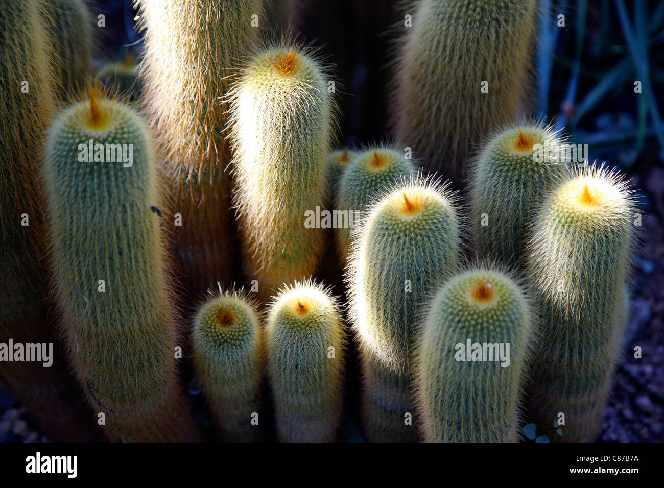 Notocactus, from souther Brazil (Eriocactus-leninghausii), in a botanical garden. Stock Photo