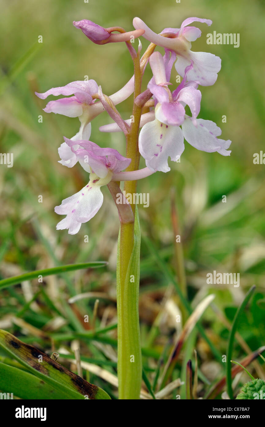 Early Purple Orchid - Orchis mascula Pink form Stock Photo