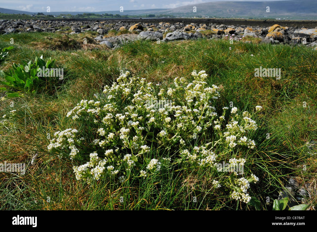 Common Scurvygrass - Cochlearia officinalis Ballyvaghan Bay, The Burren, Ireland Stock Photo