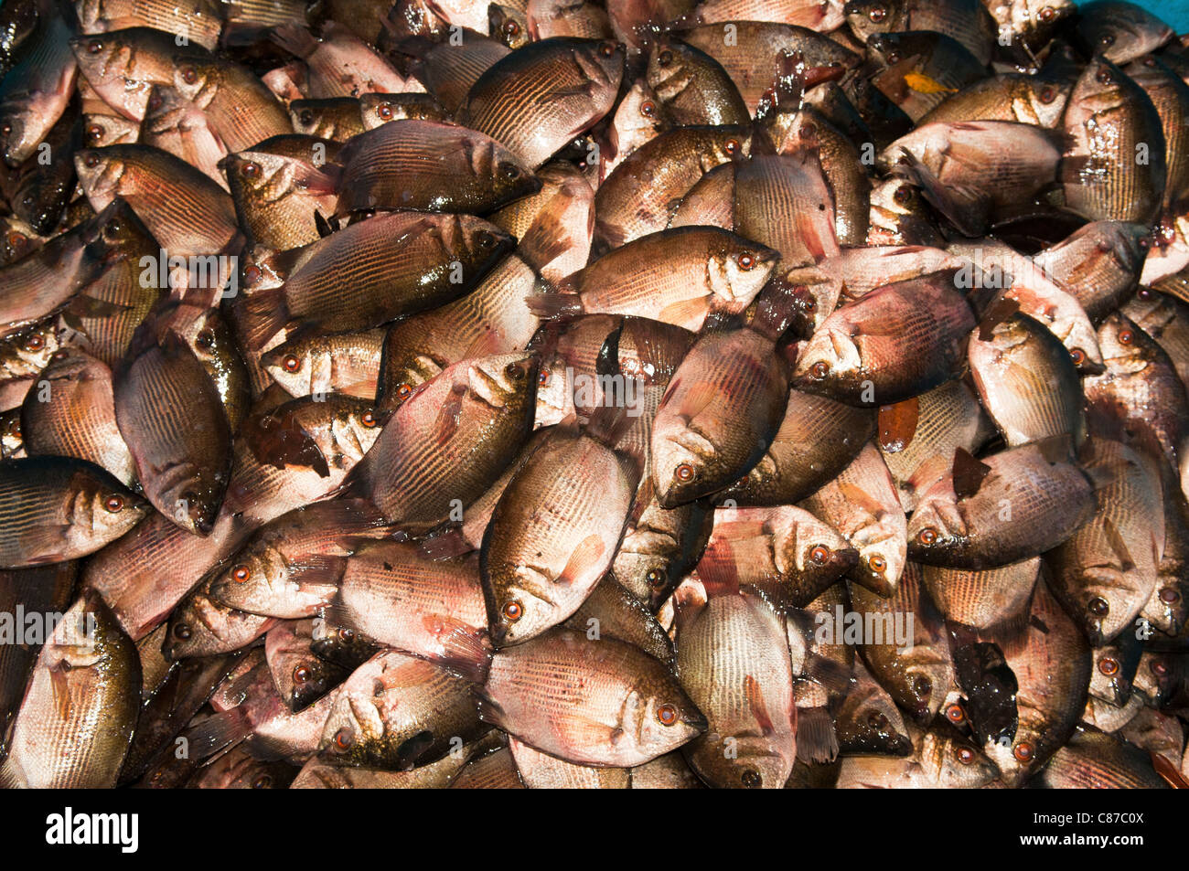 fresh fish in the market in Kuching in Sarawak, Borneo, Malaysia Stock