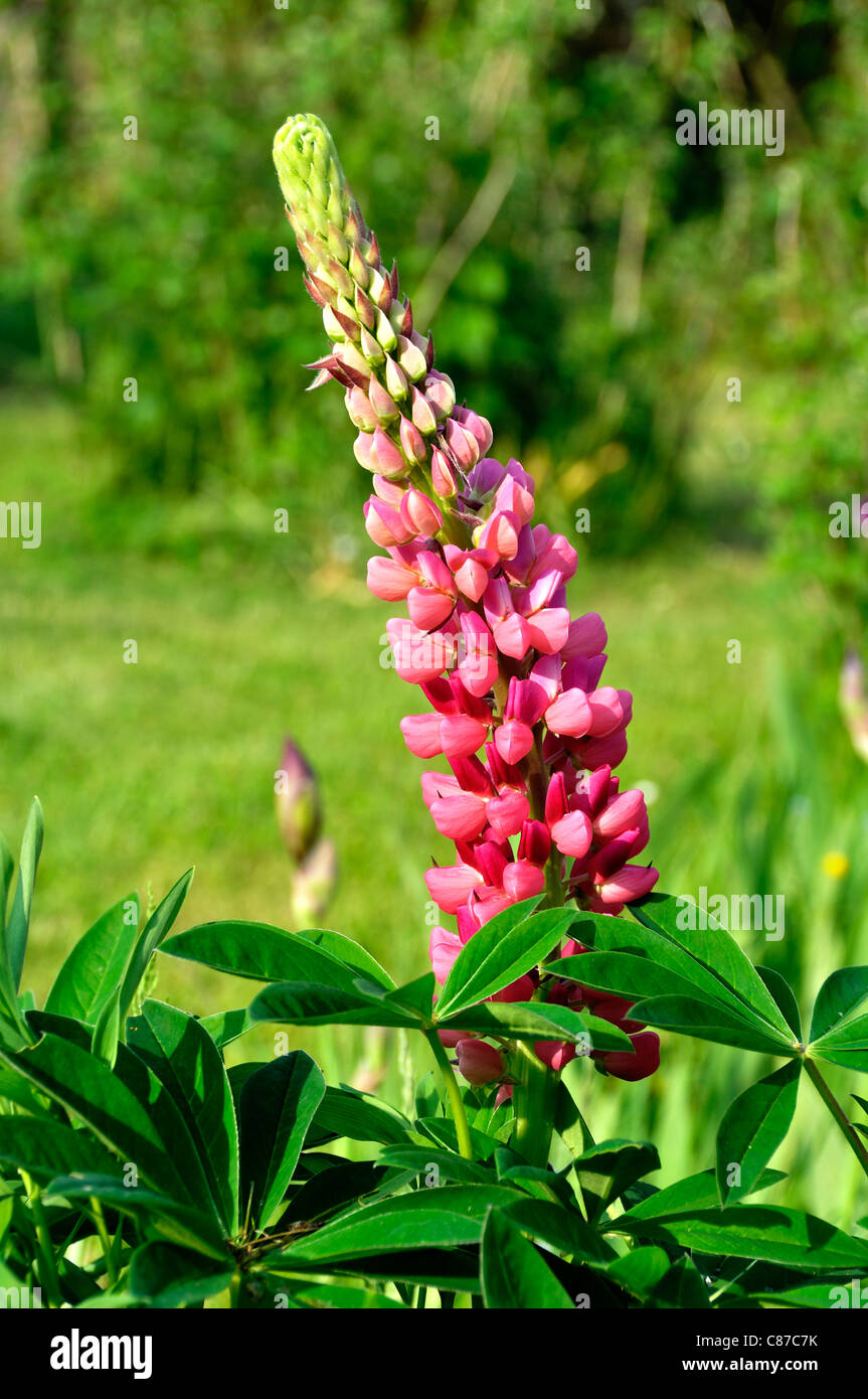 Lupine (Lupinus polyphyllus) in bloom. Stock Photo