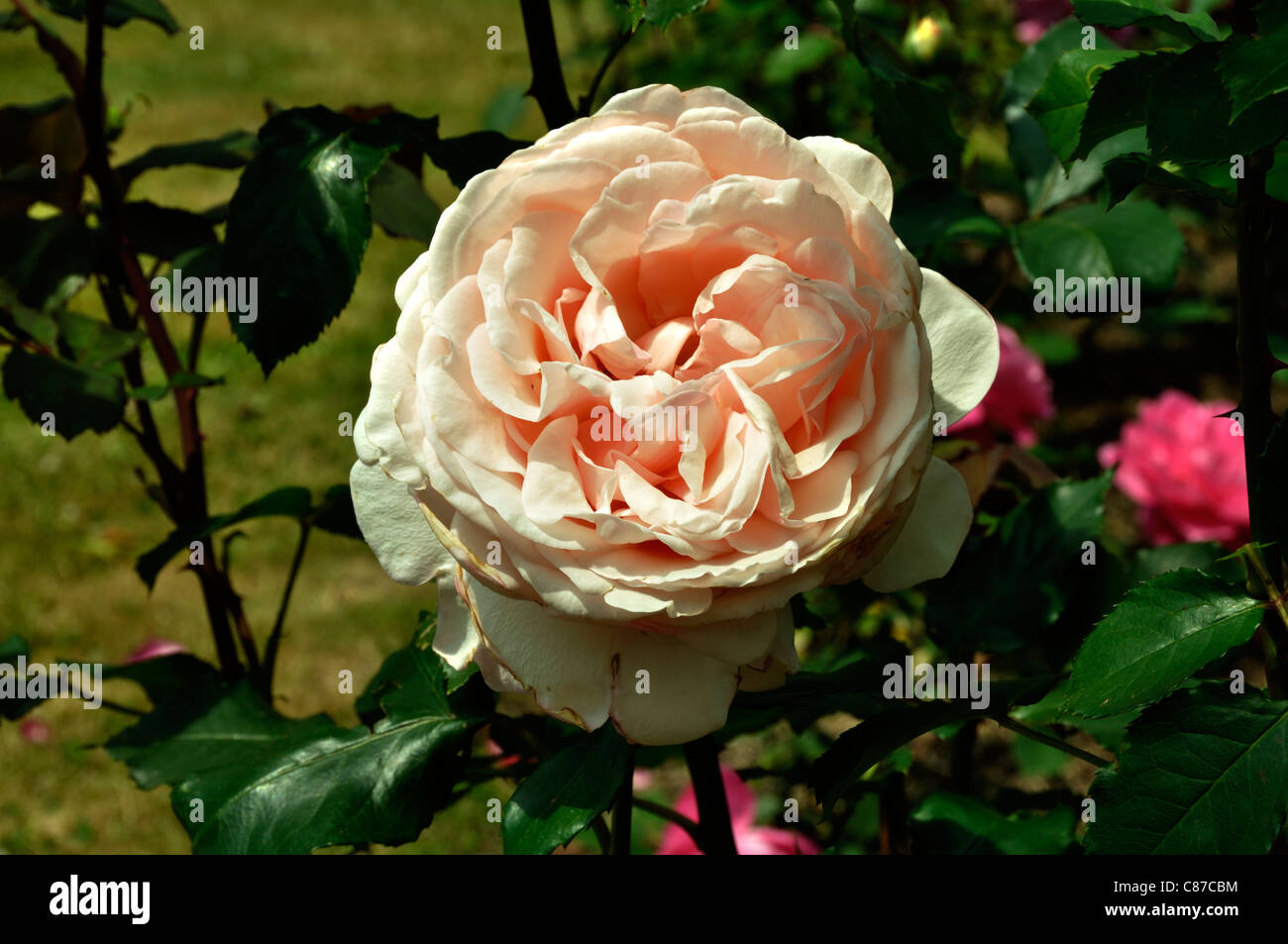 Rose in bloom in a garden (Rosa sp) : Julie de Bazac (Boini, 2007). Stock Photo