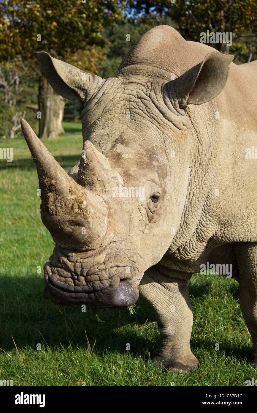 White rhinoceros at Longleat Safari Park Wiltshire UK Stock Photo