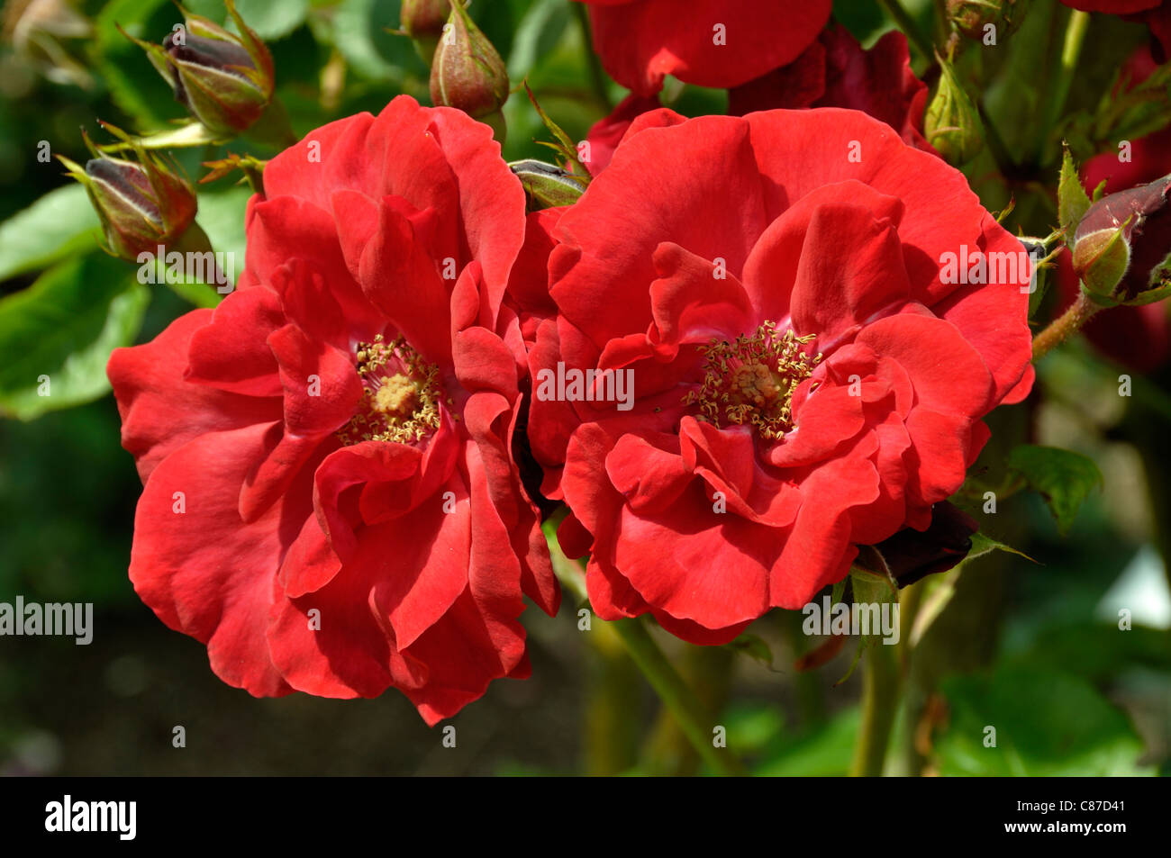 Roses in bloom in a garden (Rosa sp) : Valenciennes (Robichon, 1959). Stock Photo