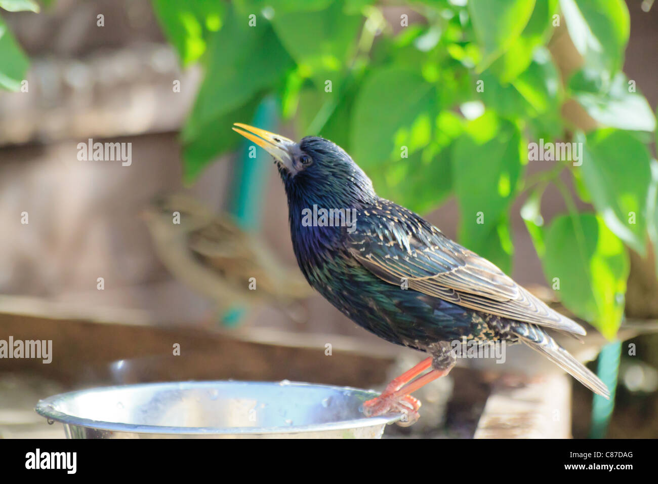 Common European Starling (Sturnus vulgaris) perched on bird bath looking up Stock Photo