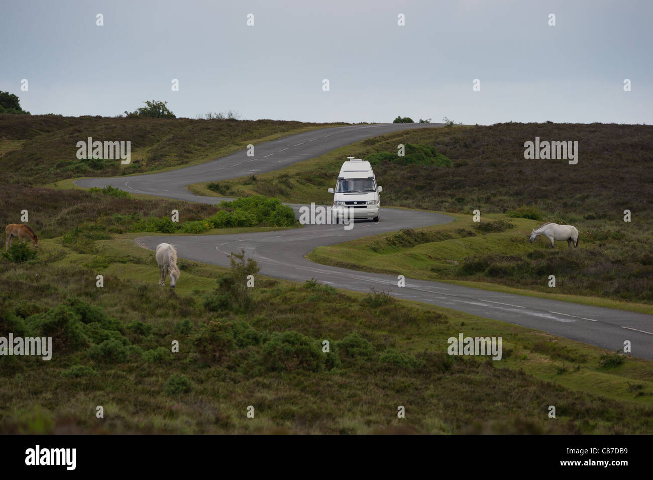 camper van driving on a windy road through the new forest Hampshire passing new forest ponys Stock Photo