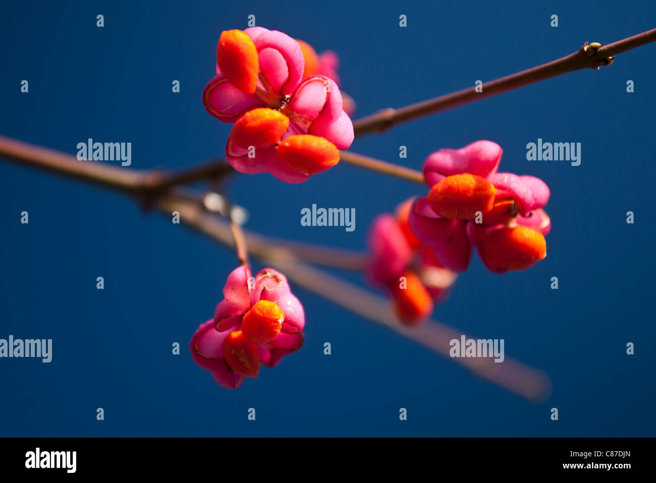 Pink fruit of the Spindle tree, or Euonymus, against a blue sky Stock Photo