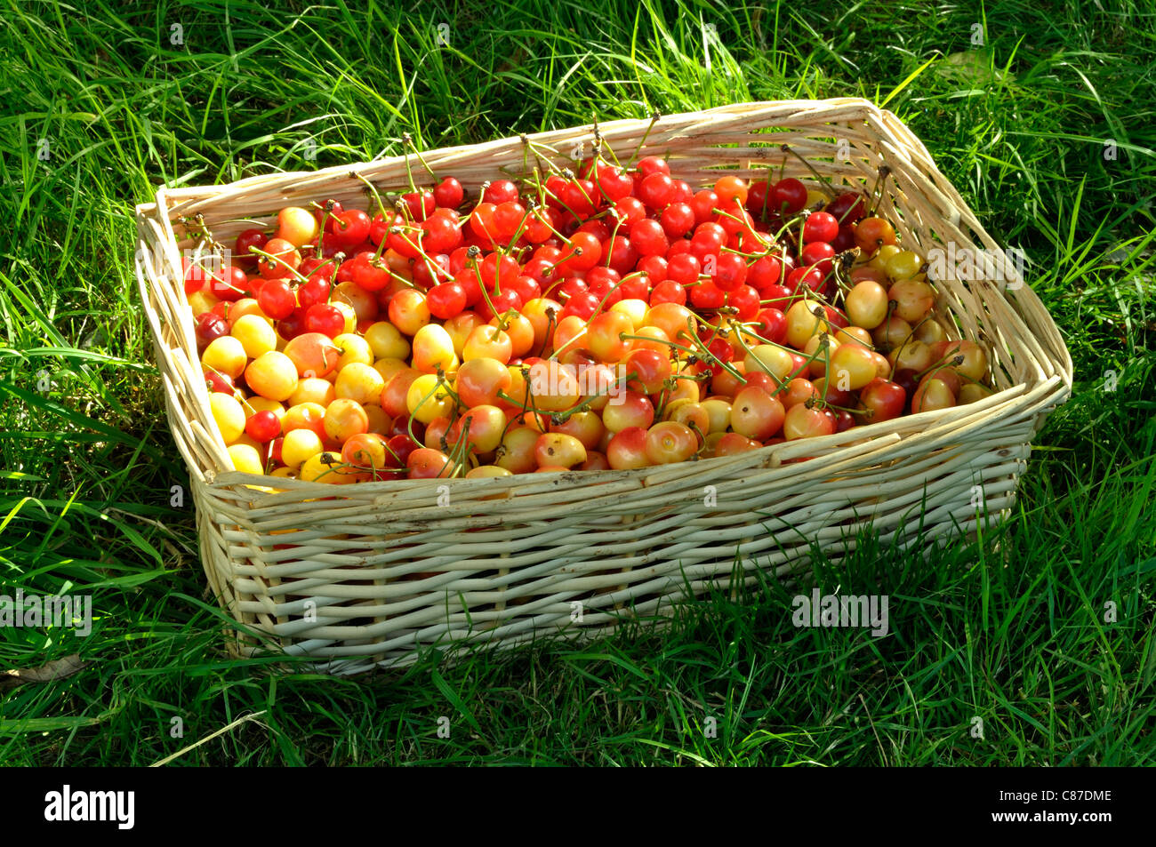 A basket full of cherries (Prunus avium) from the garden Stock Photo