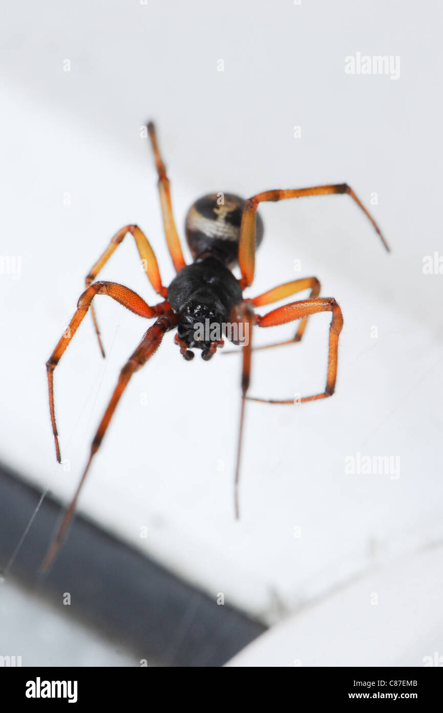 close up of spider sat on web Stock Photo - Alamy