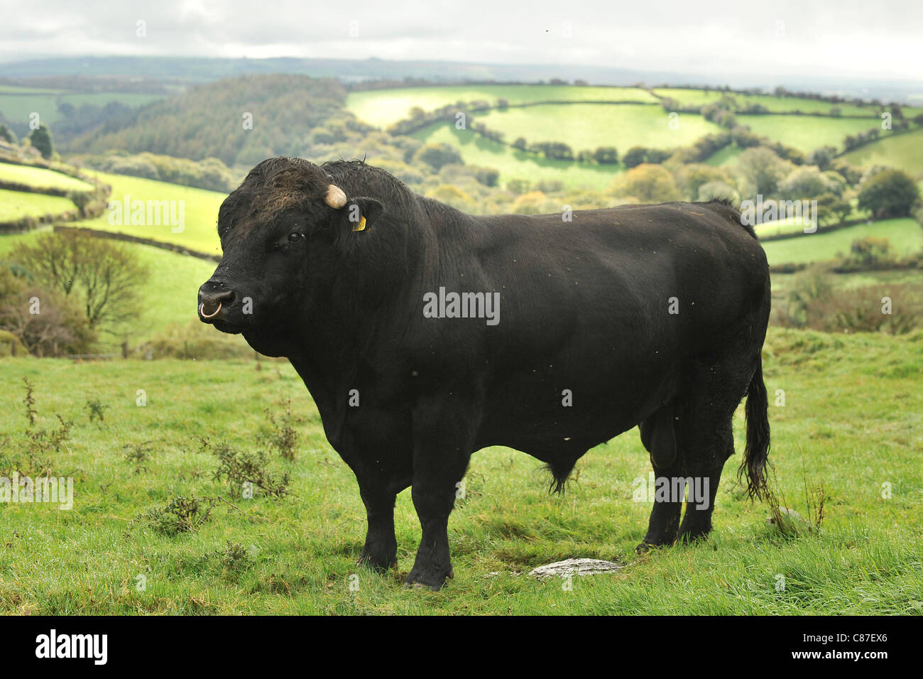 welsh black bull on scenic hill Stock Photo