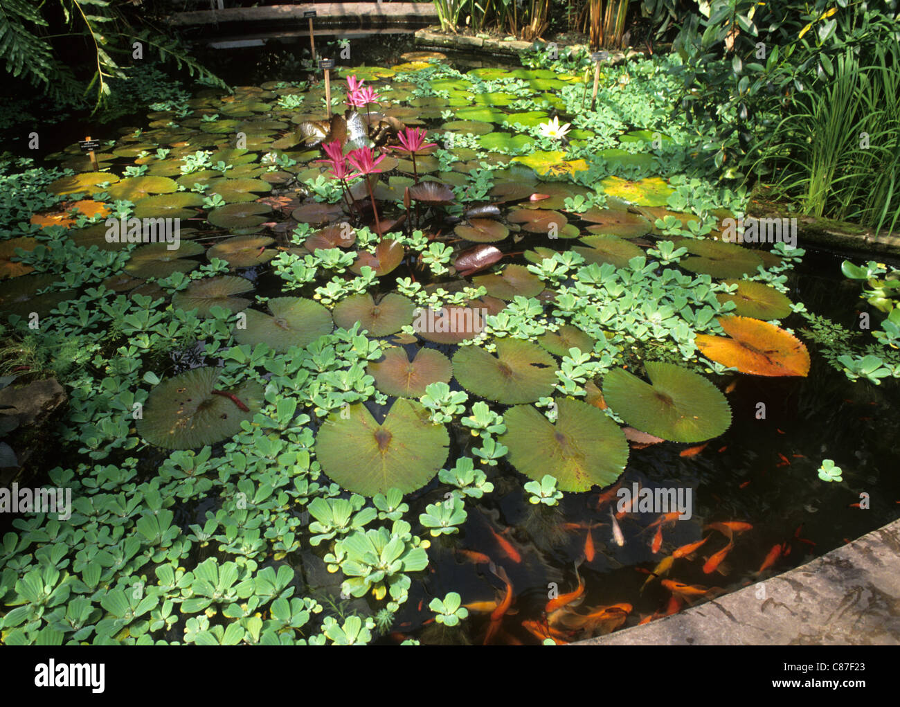 Birmingham Botanical Gardens, lily pond in glass house ponds lilies