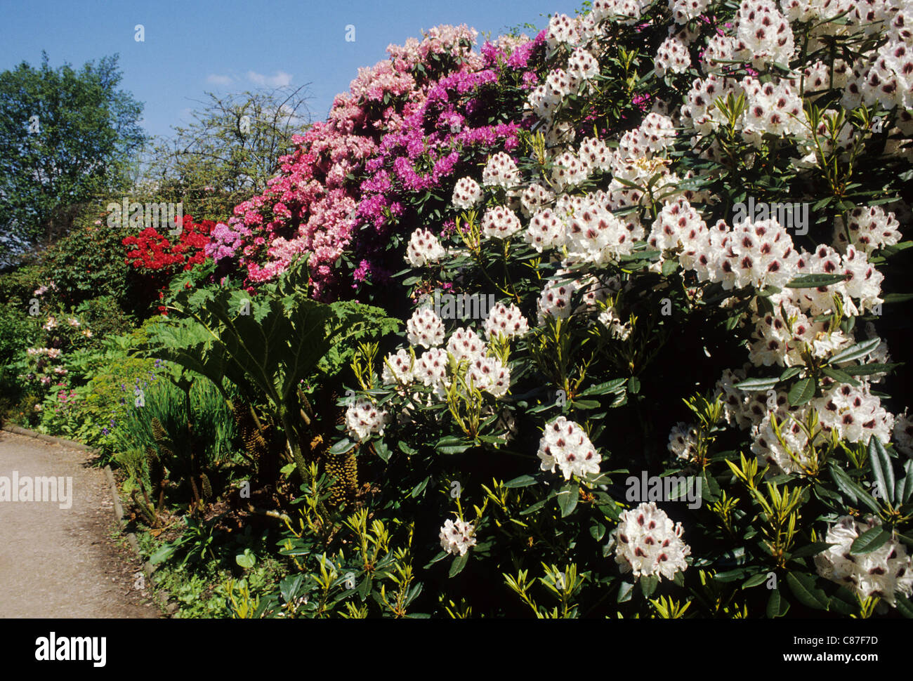 Rhododendron walk warwickshire england uk garden flower flowers rhododendrons hires stock