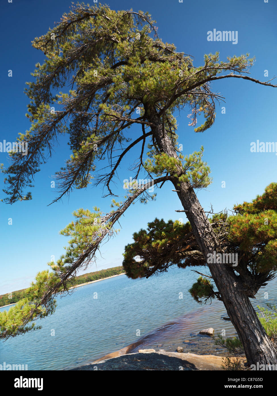 Eastern white pine tree on a shore of Georgian Bay at Killbear Provincial Park, Ontario, Canada. Stock Photo