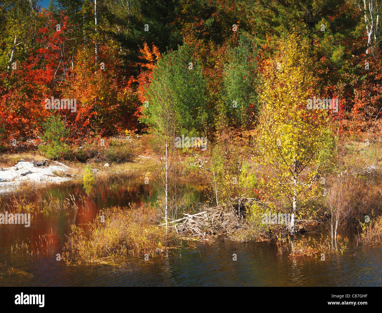 Beaver house in a pond. Beautiful fall nature scenery. Killarney Provincial Park, Ontario, Canada Stock Photo