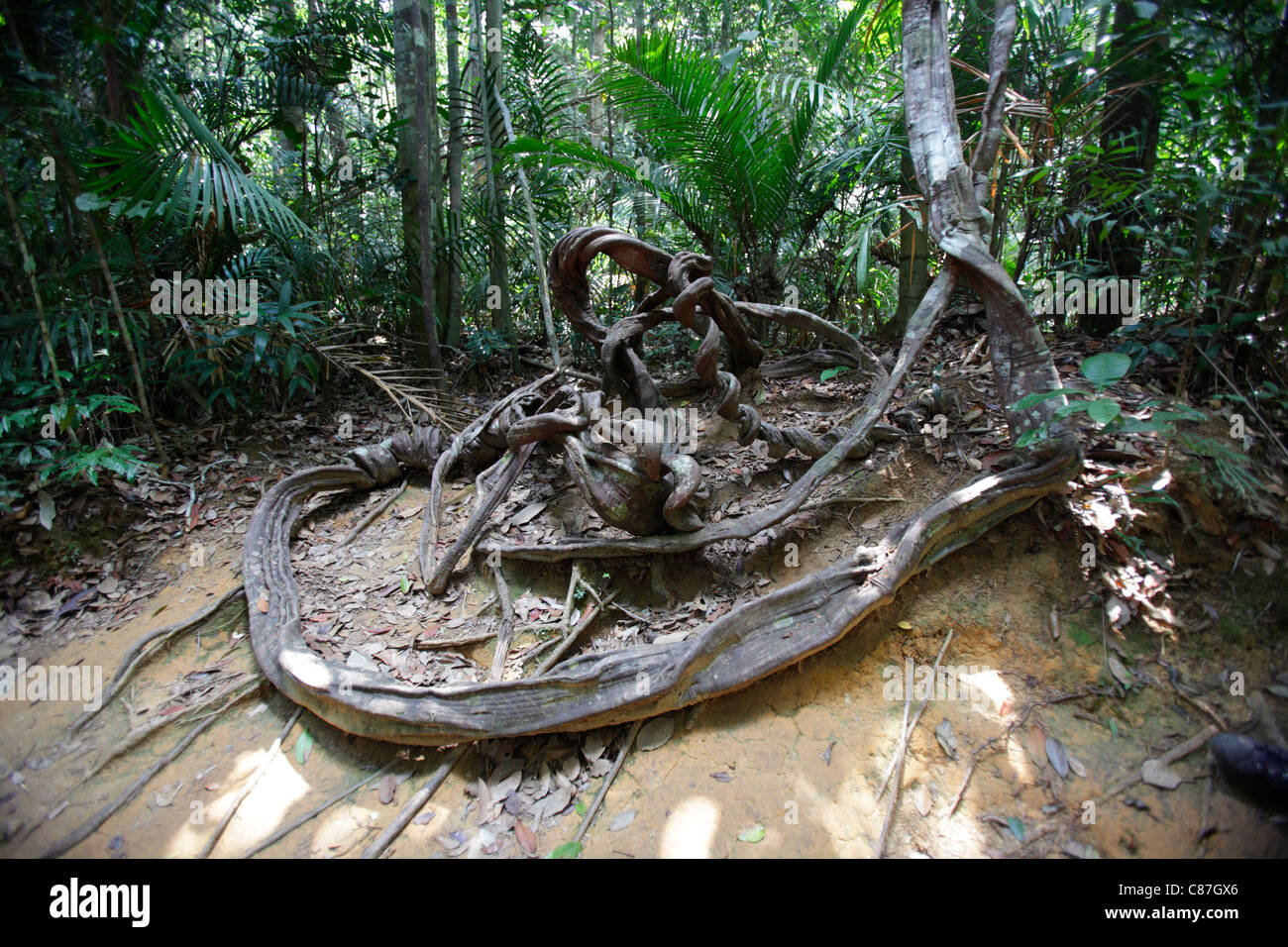 Giant liana in the Taman Negara's rainforest, Malaysia Stock Photo
