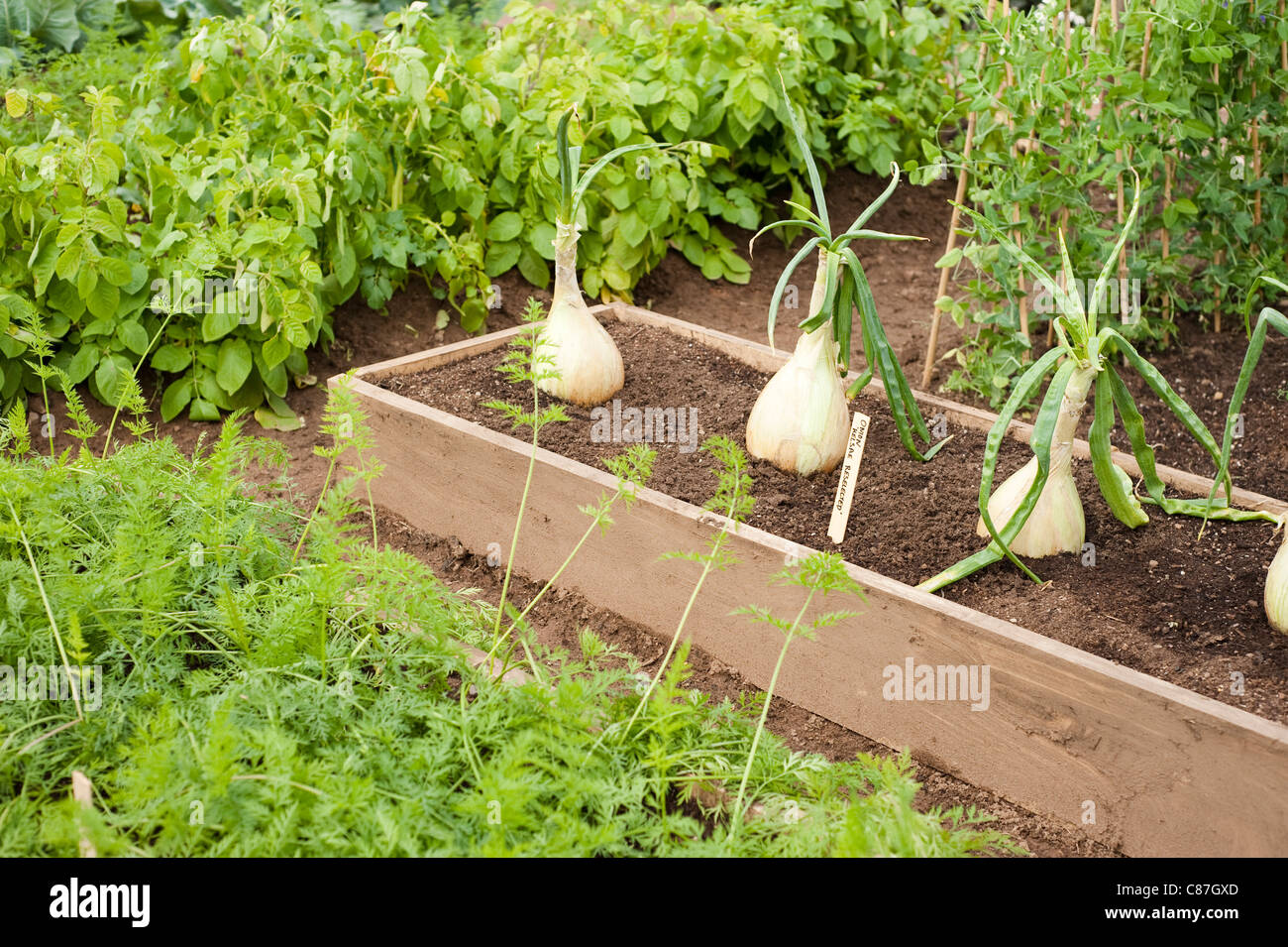 Onion ‘Kelsae Reselected’ growing in a raised bed Stock Photo