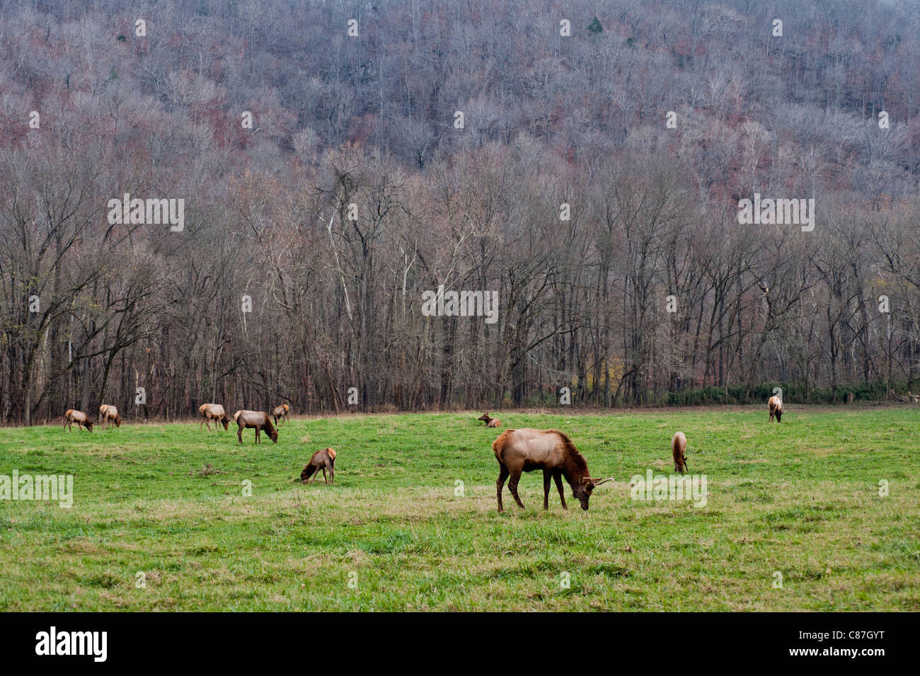 Boxley Stock Photos Boxley Stock Images Alamy