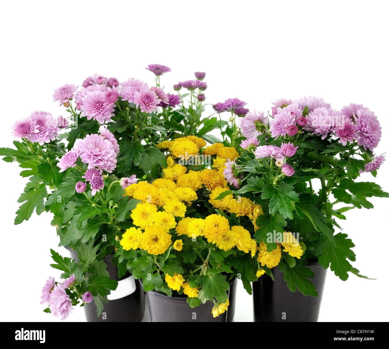 Chrysanthemum flowers in pot hires stock photography and images Alamy