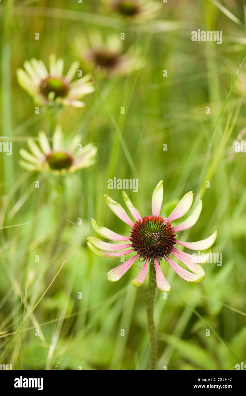Echinacea 'Green Envy' with Stipa capillata ‘Lace Veil’ Stock Photo