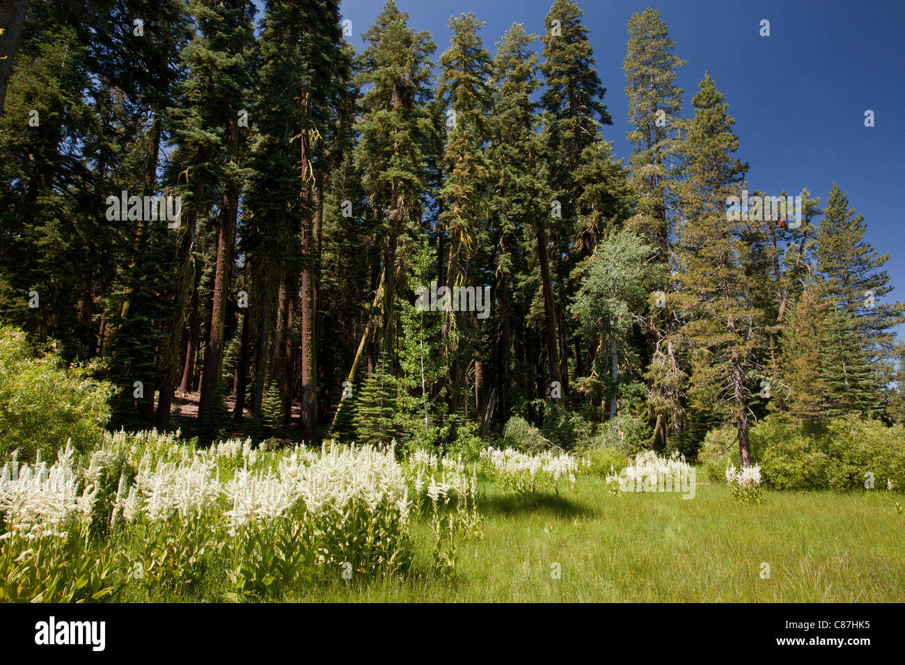 California False Hellebore, or California Corn Lily, Veratrum