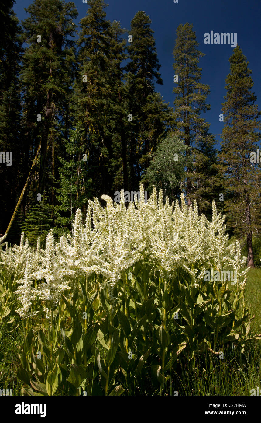 California False Hellebore, or California Corn Lily, Veratrum