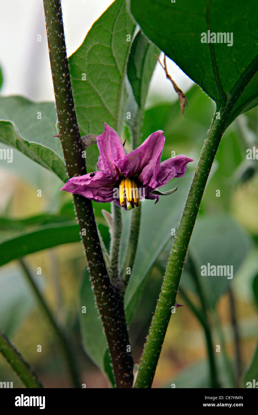 Flower of Aubergine 'Fabiana' Stock Photo Alamy
