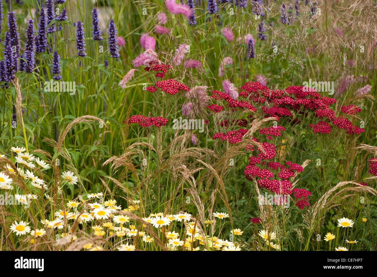 Achillea millefolium 'Red Velvet' with Sanguisorba obtusa and Agastache  'Black Adder' in the background Stock Photo - Alamy