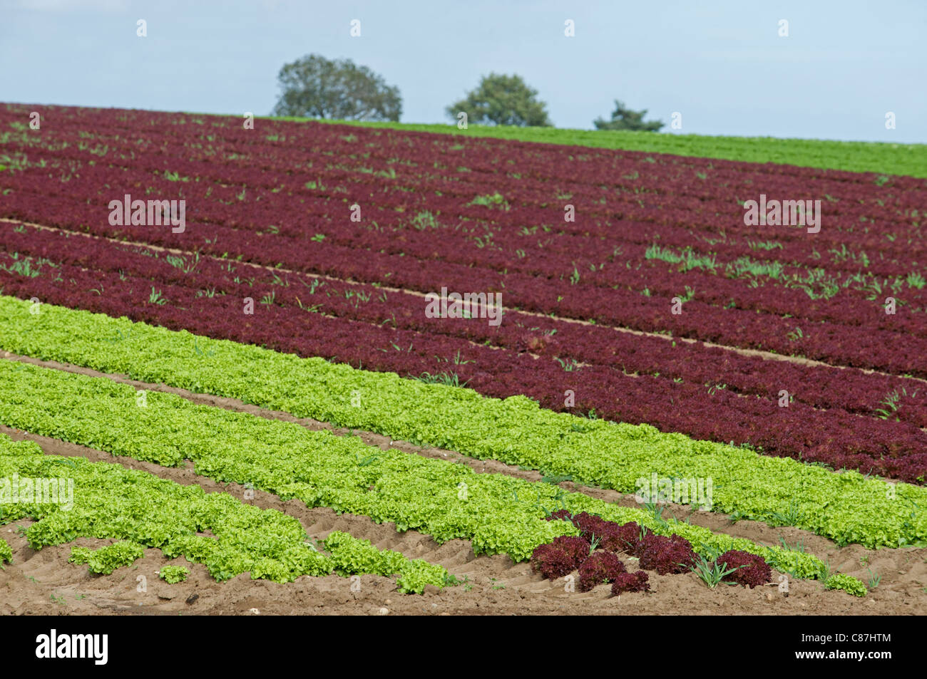 Lettuces growing in Suffolk, UK. Stock Photo