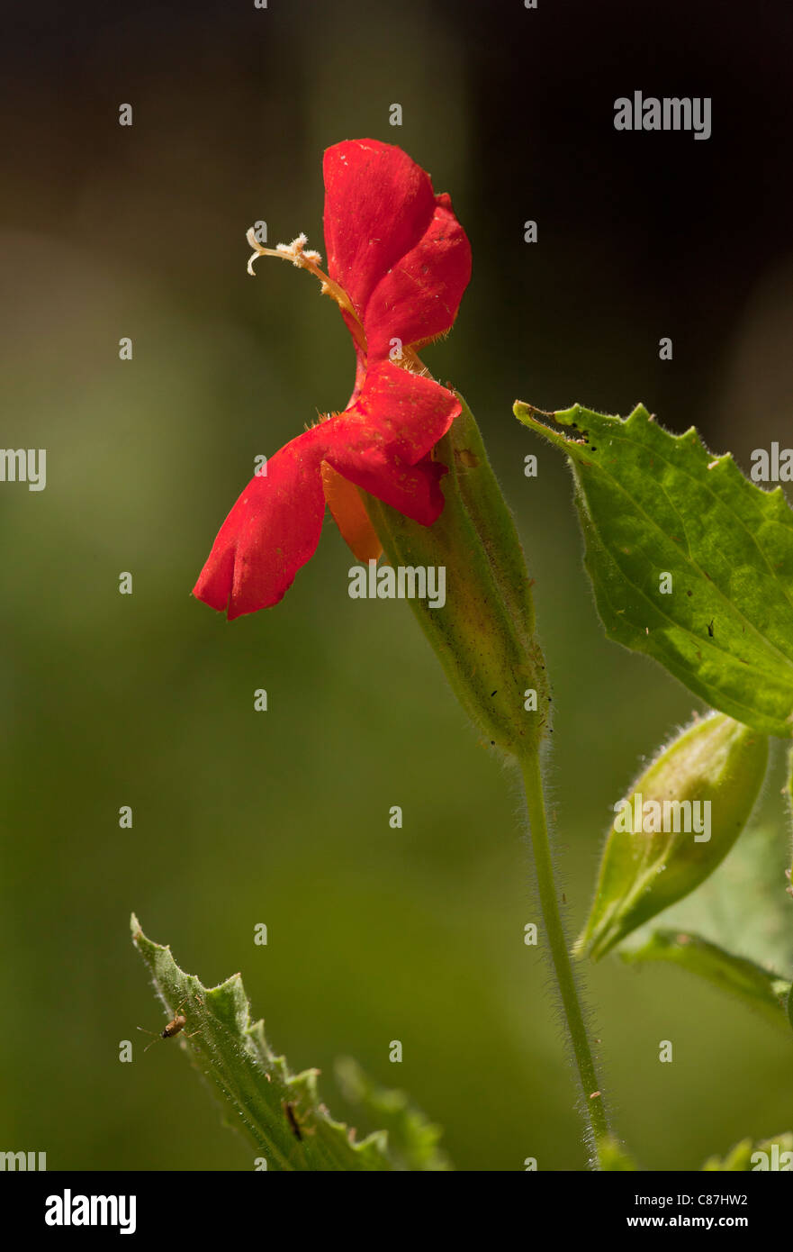 Scarlet monkeyflower, Mimulus cardinalis, in the wild, Sierra Nevada Stock Photo