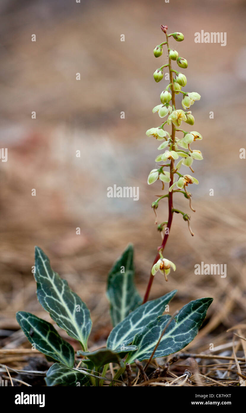 White-veined wintergreen or Whitevein shinleaf, Pyrola picta, in flower; pine forest, Sierra Nevada. Stock Photo