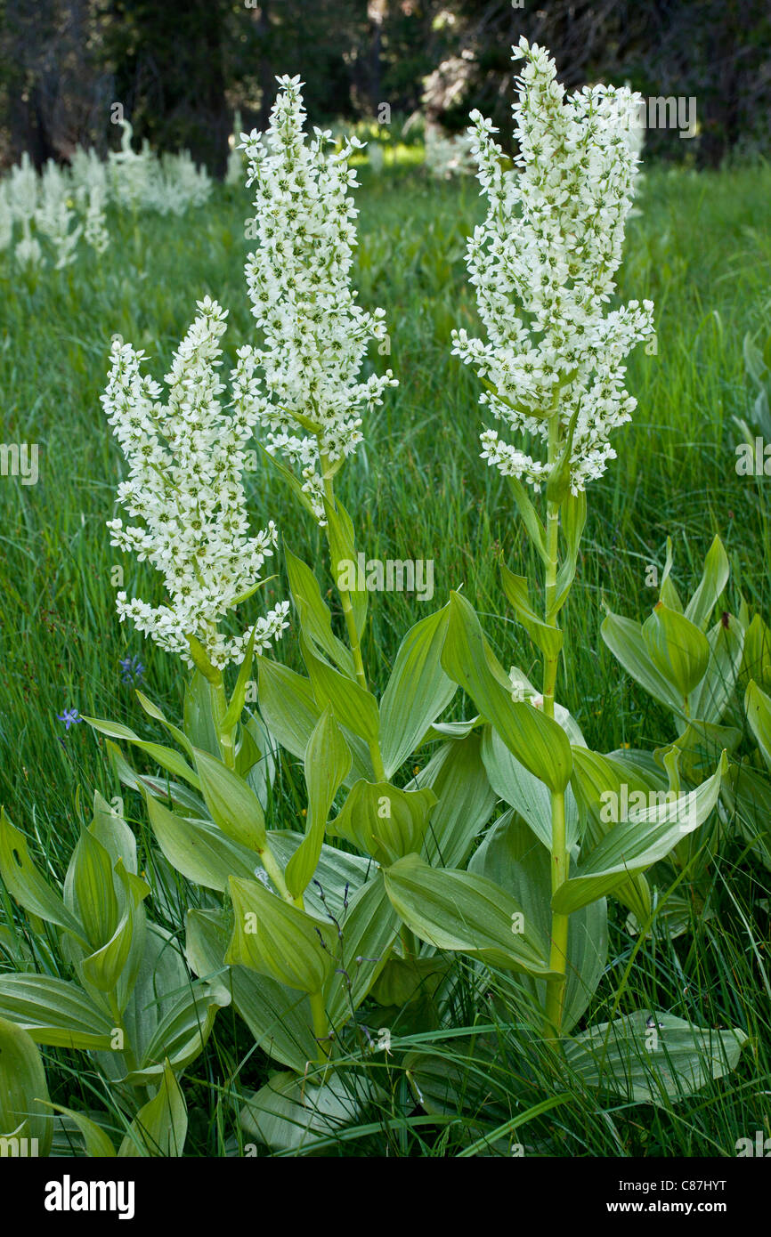 California False Hellebore, or California Corn Lily, Veratrum