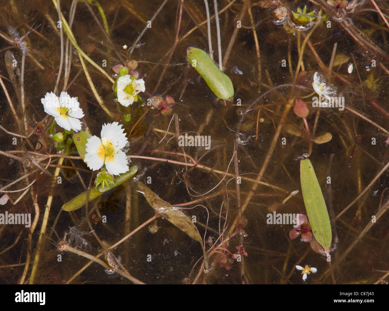 California damasonium or Fringed Water-plantain, Damasonium californicum in wetland, Sierra Valley, California. Stock Photo