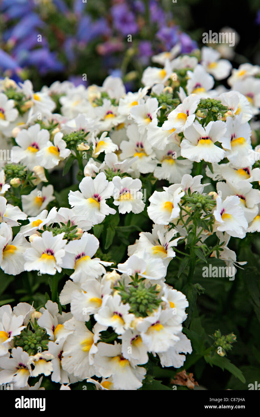 Nemesia 'Angelart Almond' Stock Photo Alamy