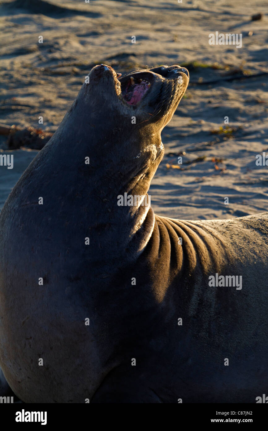Elephant seal (Mirounga) Stock Photo