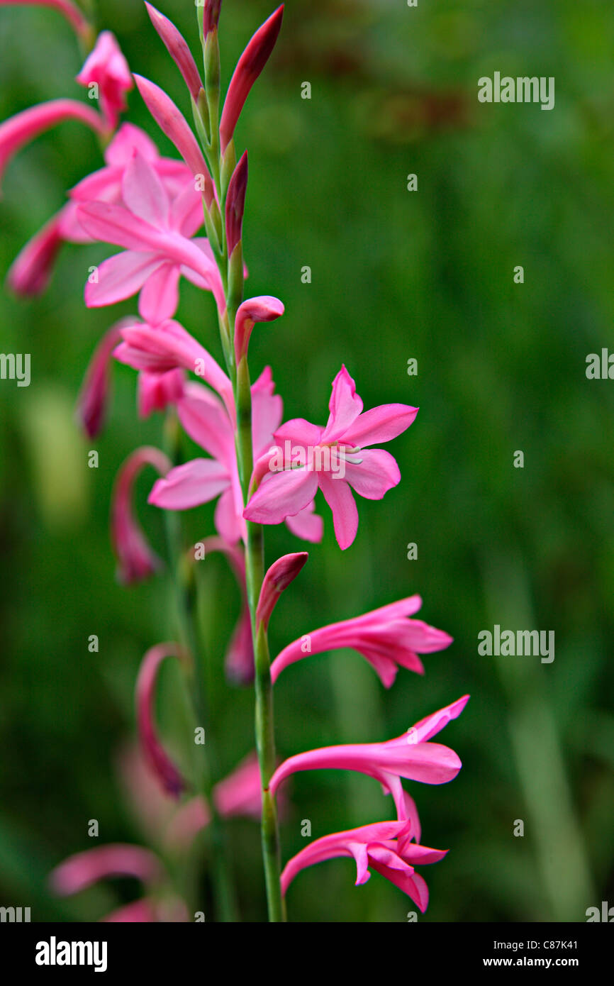 Watsonia 'Tresco Dwarf Pink' Stock Photo