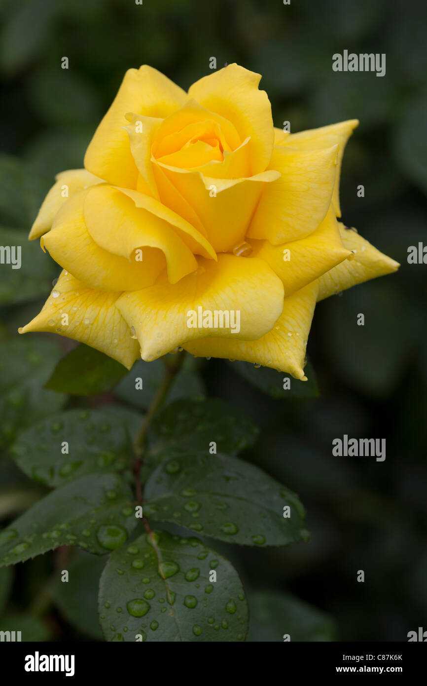Yellow Rose bud Stock Photo Alamy