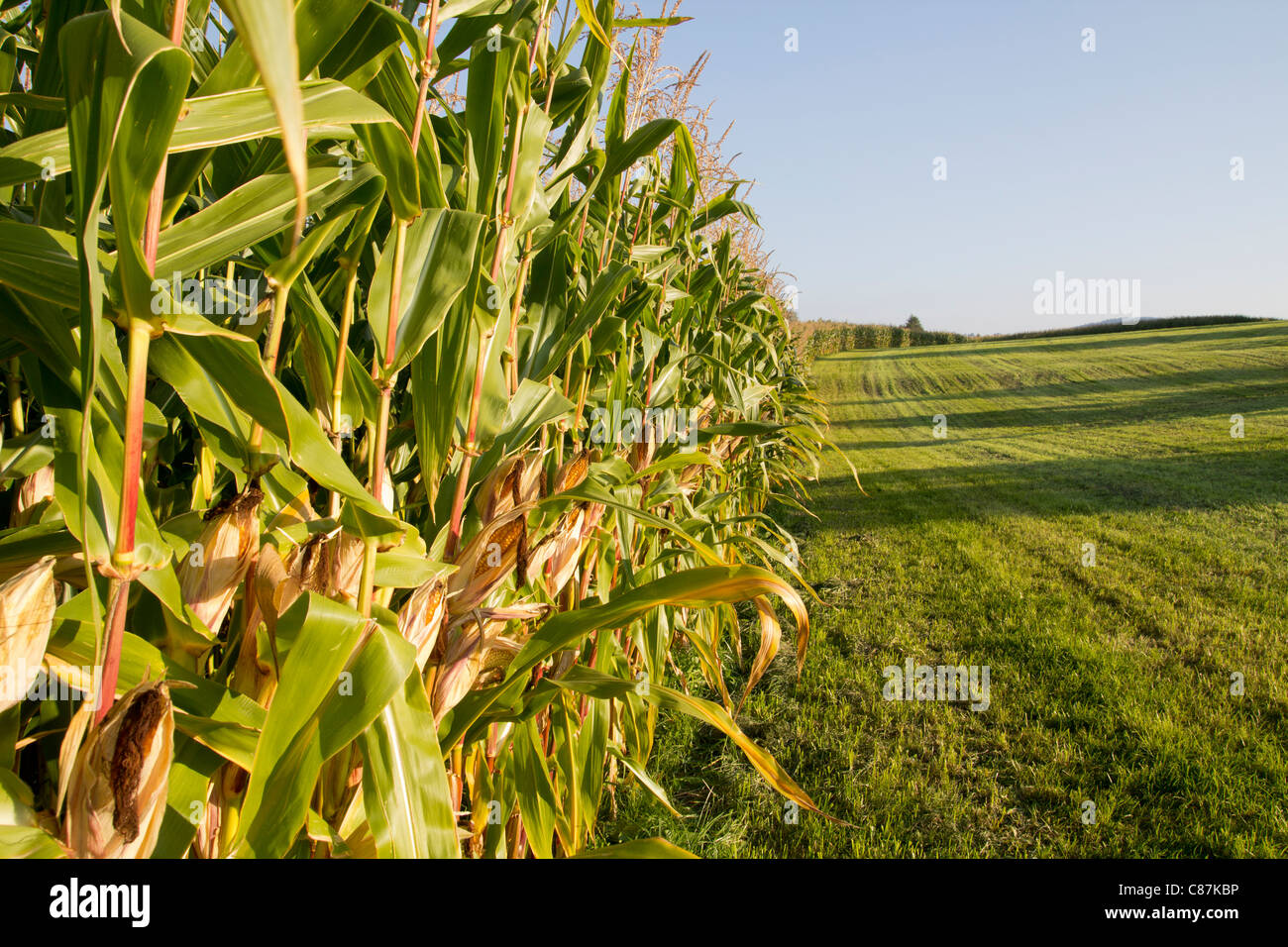 Harvest time, ripe corn field Stock Photo Alamy