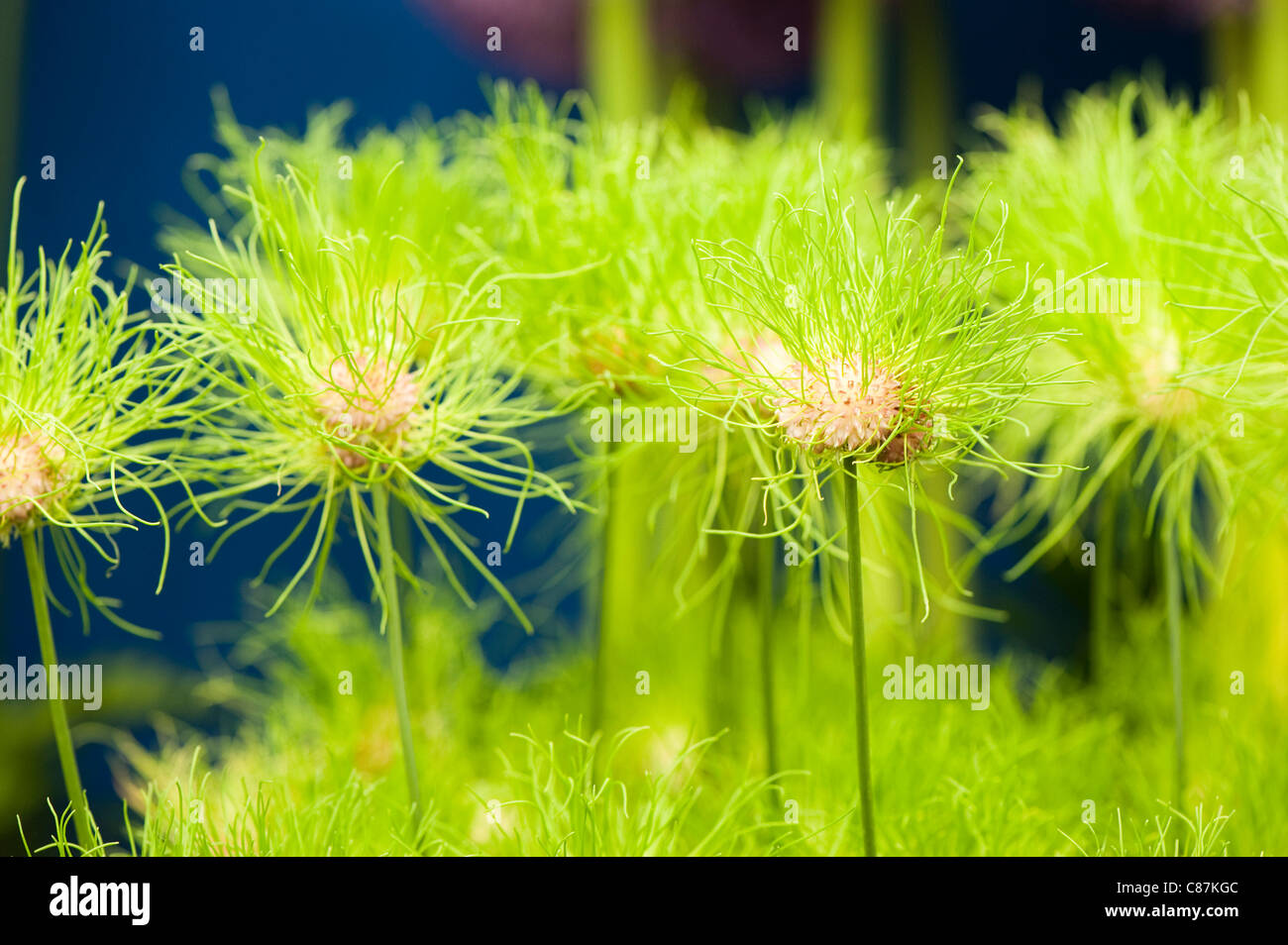 Allium hair hi-res stock photography and images - Alamy