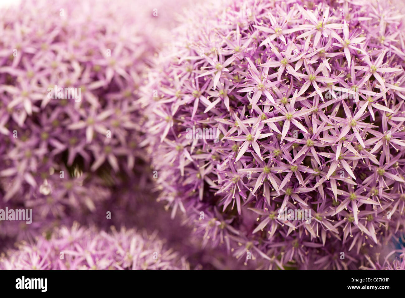 Allium 'Globemaster' in flower Stock Photo