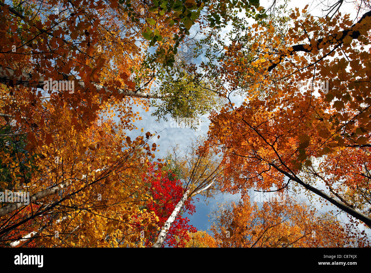 Fall foliage, White Mountain National Forest, New Hampshire Stock Photo
