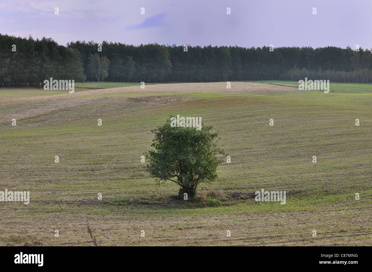 Field with tree in the middle and forest and blue sky Stock Photo - Alamy