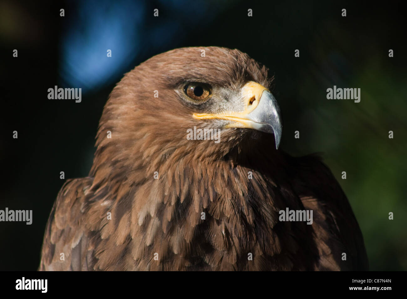 The Tawny Eagle (Aquila rapax) is a large bird of prey. It belongs to the family Accipitridae. Stock Photo