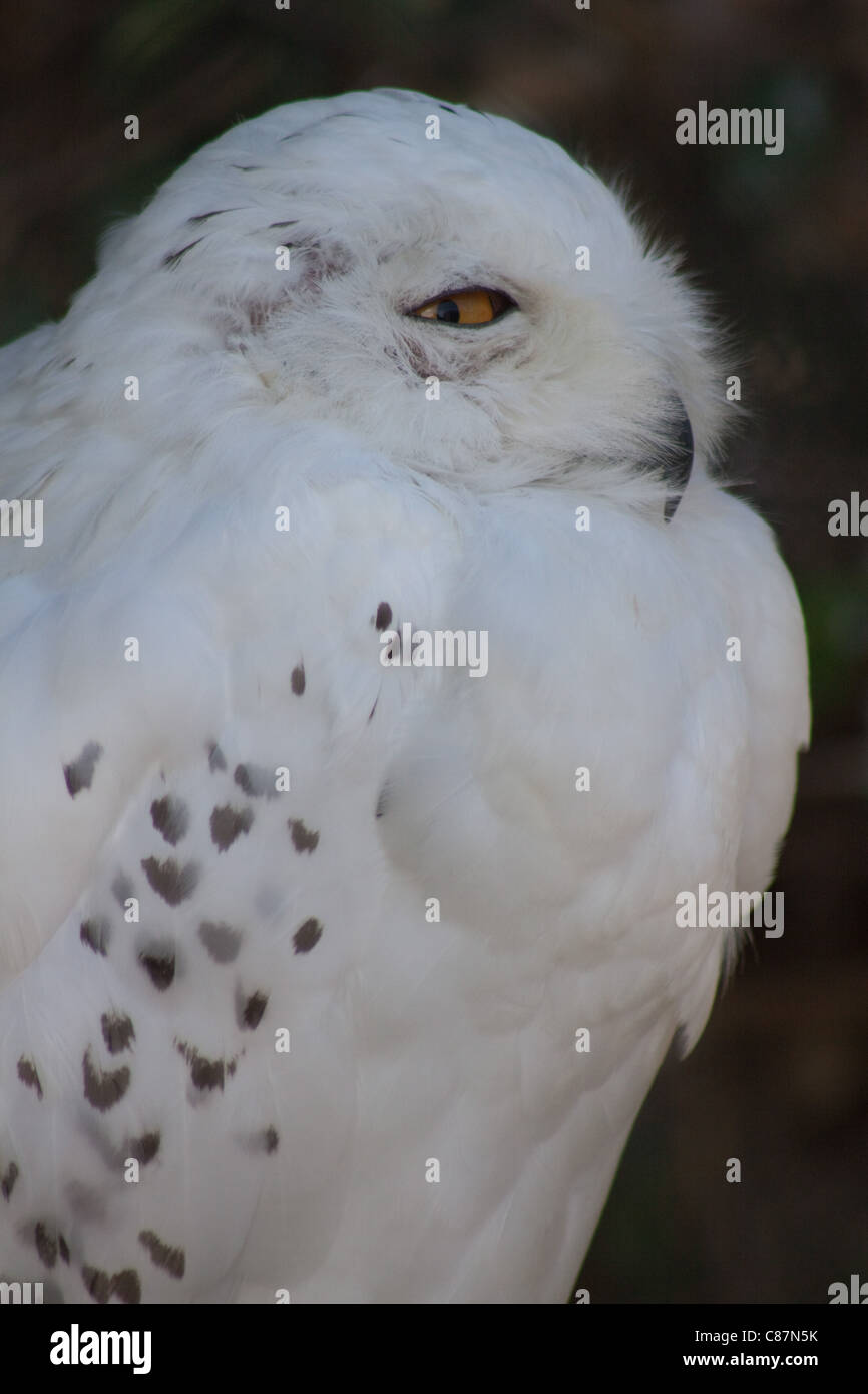 Snowy Owl (Bubo scandiacus) is a large owl of the typical owl family ...
